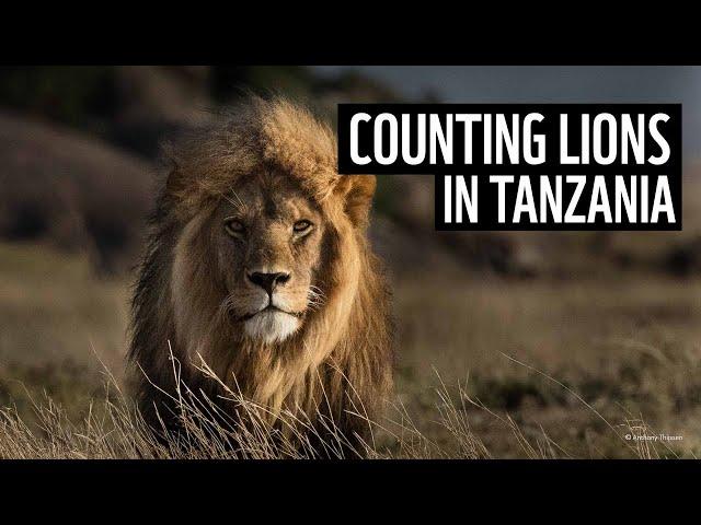 Counting big cats in Tanzania ⏐ WWF