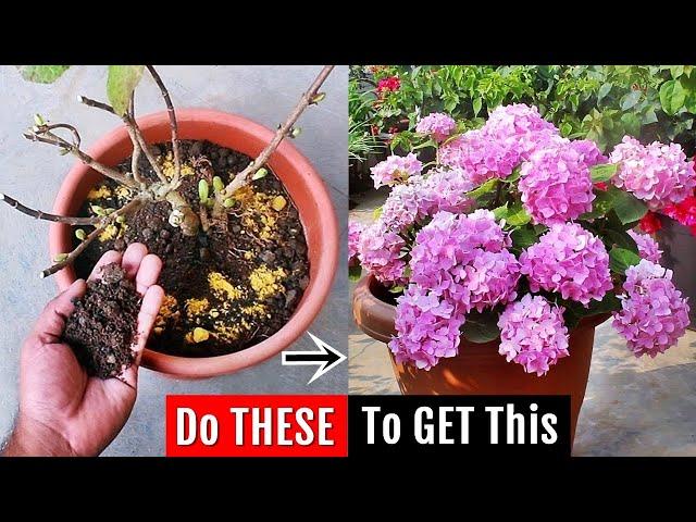 I do THIS to increase flowering on Hydrangea, it FIXES all problems ️