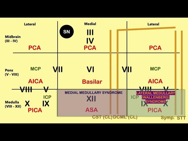 Brain Stem Lesion Mnemonic - CRASH! Medical Review Series