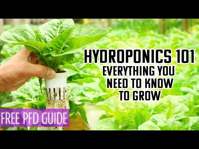 Hydroponics 101 | A BEGINNERS GUIDE TO EVERYTHING YOU NEED AND NEED TO KNOW TO GROW PLANTS IN WATER.