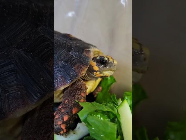 Flippy suspicious of the camera #tortoise #reptile #pet