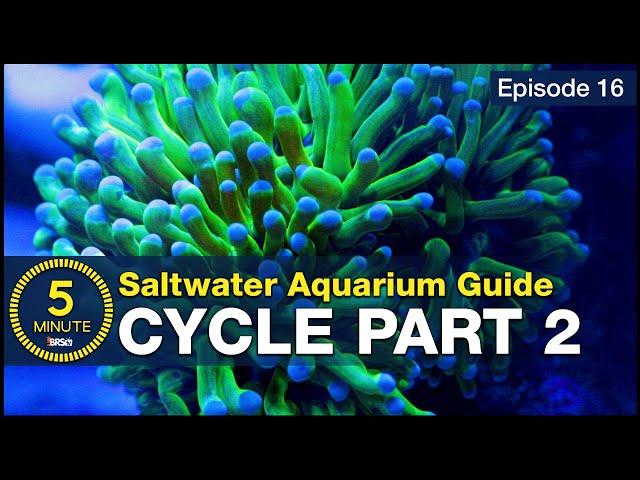 Skip the ugly phase. Step 2 of cycling your saltwater tank with utilitarian fish & bacterial troops