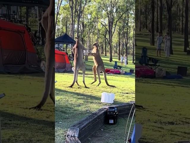 Queensland Campers Treated To 20-Min Kangaroo Brawl | 10 News First