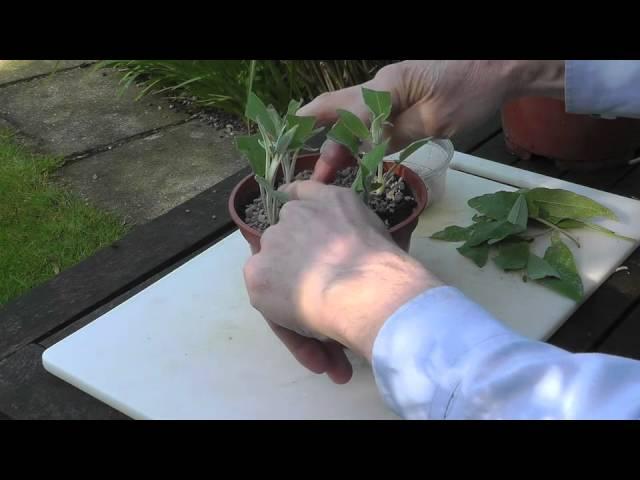 Amateur Gardening: Sage Cutting Tips