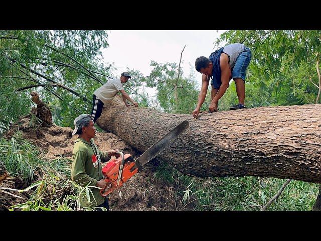 Tall-Dangerous-Suspenseful… Cut down the tallest tree next the river ‼️