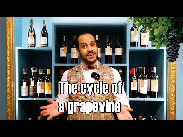 The cycle of a grapevine