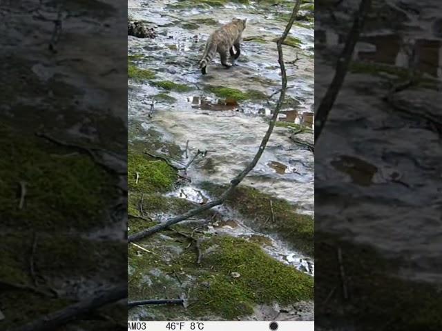 Trail Camera: Cat Walking Away!!