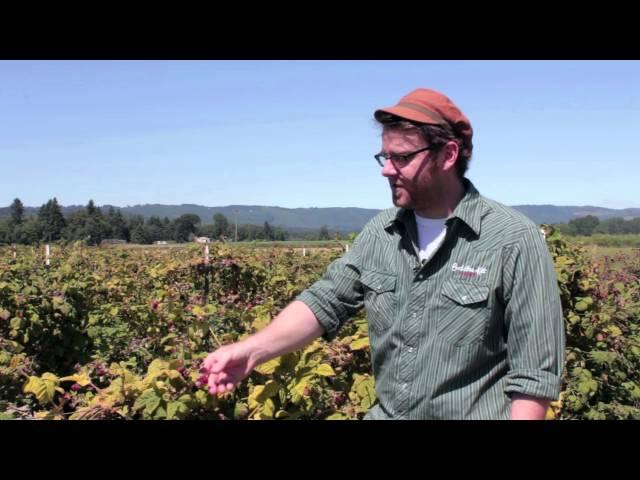 How Choose Ripe Marionberries For Wine