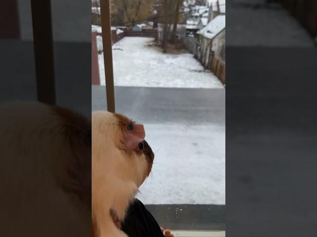 Tofu the guinea pig’s first snow day!! ️