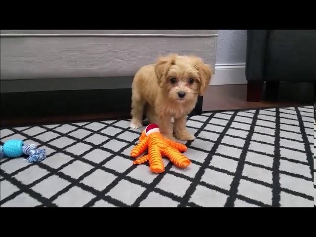 Cavapoo puppies for sale in Florida - Tampa - Ft. Myers - Sarasota - Miami - Orlando