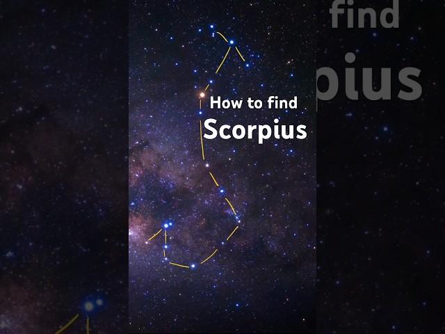 Find Scorpius the Scorpion Constellation in the night sky #shorts #learnthesky #scorpius #stargazing