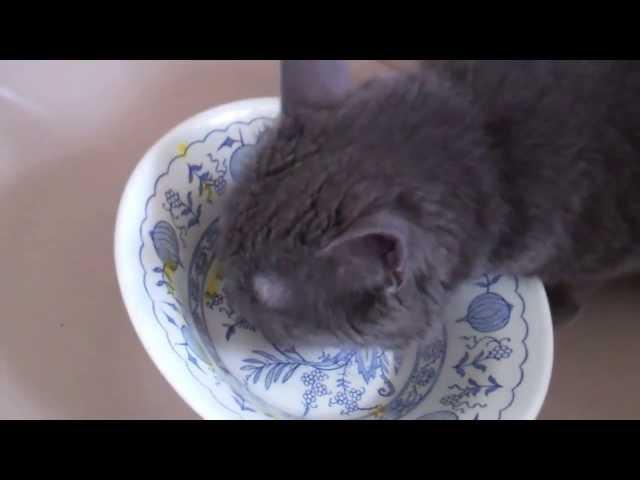 Cat Licks Plate-Cat Loves Hokkaido Soup-Omnivorous Cat Yahya