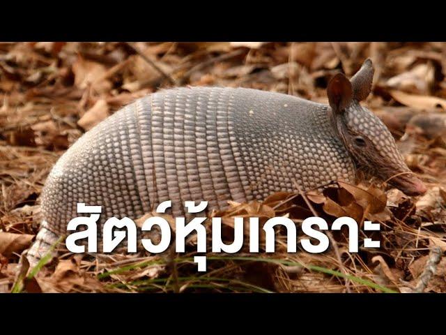 สารคดี สำรวจโลก ตอน สัตว์หุ้มเกราะ