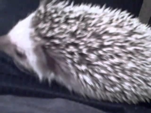Wobbly Hedgie