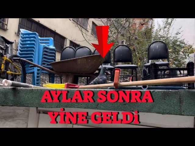 Yakaladığım Kaçak Güvercin Aylar Sonra Yine Geldi ( Kümesi Unutmamış )