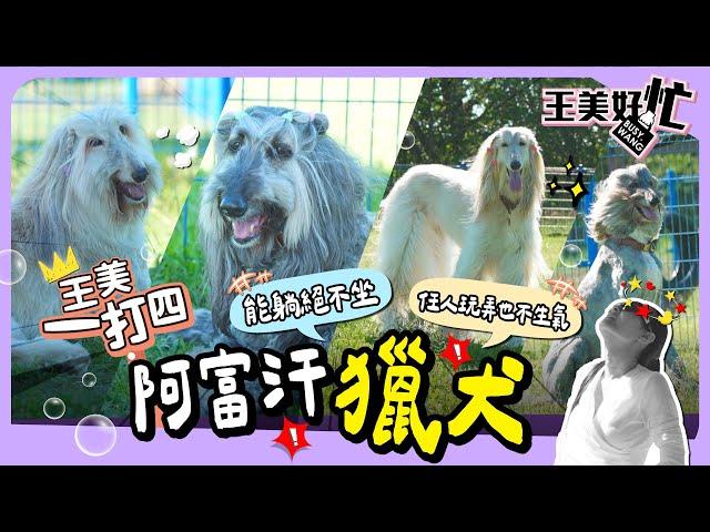 王美一打四！狗界超模 阿富汗獵犬 貴族出巡 王思佳女僕初體驗！【 王美好忙 】 萌寵明星粗乃玩 特別企劃 @haveapetday