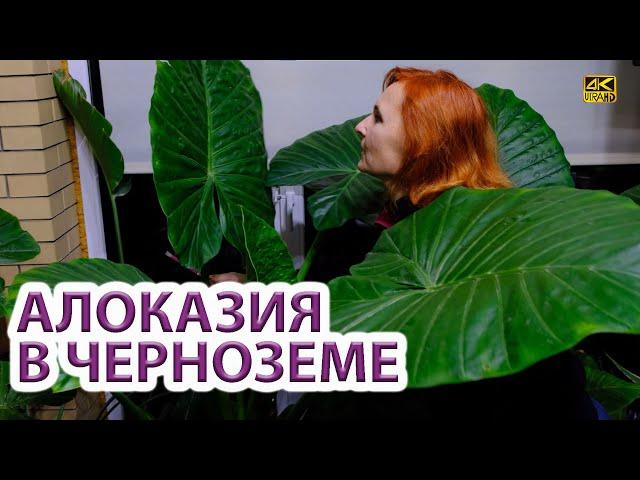 Алоказия макрориза в черноземе Alocasia macrorrhizos (macrorrhiza)