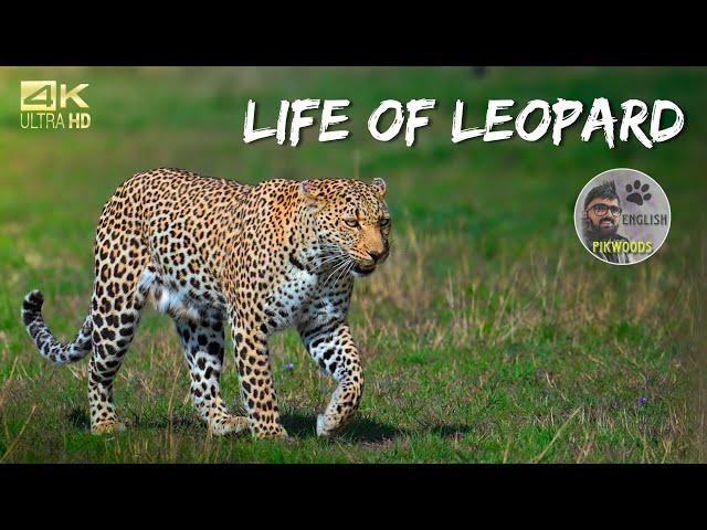 The Story of Leopard in Masai Mara, Africa | Forest safari in Kenya English 4K