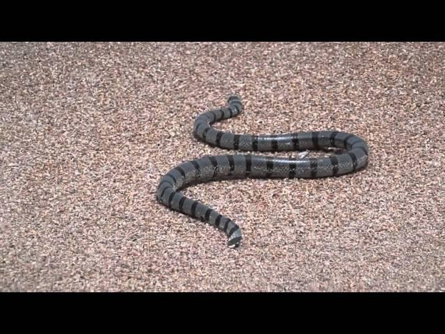 Snakes on a beach in Sanur (Змеи на пляже в Сануре, Бали)