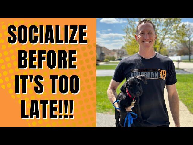 The Foolproof Way to Socialize Your Puppy