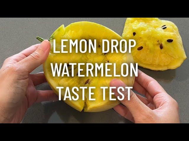 Lemon Drop Watermelon Taste Test