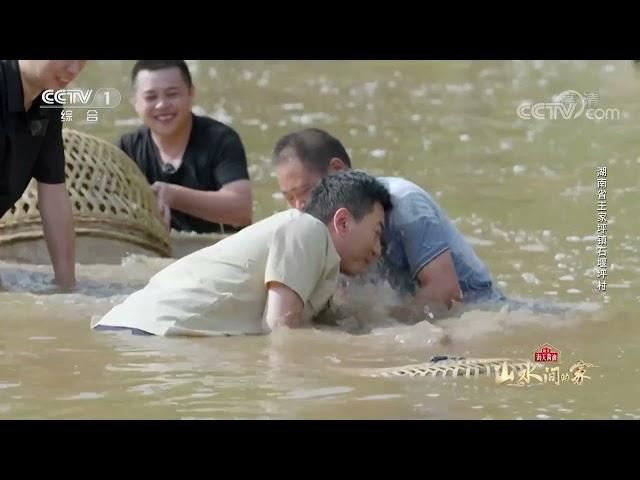 [山水间的家]鲁健、祝勇体验鸡罩捕鱼|CCTV