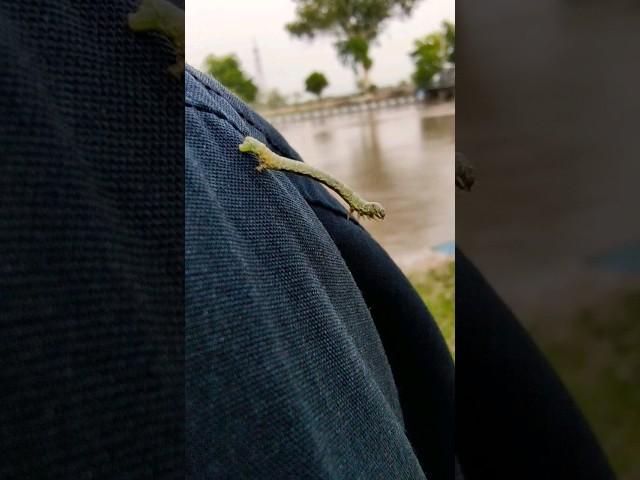 Yeh kiya cheez hai bhae  strange insect  #shorts #viral #