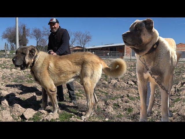 PİTBULCU DAYI ÇOBAN KÖPEĞİNİ GÖRÜNCE DİLİ TUTULDU - DEV ANADOLU ÇOBAN KÖPEĞİ Mİ PİTBULL MU KANGAL MI