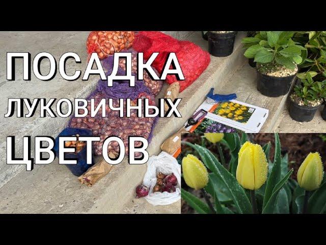 ВЫСАЖИВАЮ ЛУКОВИЧНЫЕ ЦВЕТЫ В ОКТЯБРЕ |Посадка тюльпанов,крокусов,гиацинтов в кашпо и открытый грунт