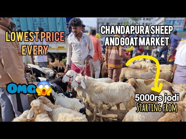 Chandapura Sheep And Goat market | Saturday Morning Market Full Detail Video