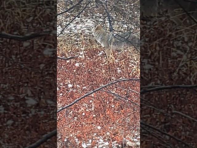 coyote in Corrales. https://corralesphenology.blogspot.com