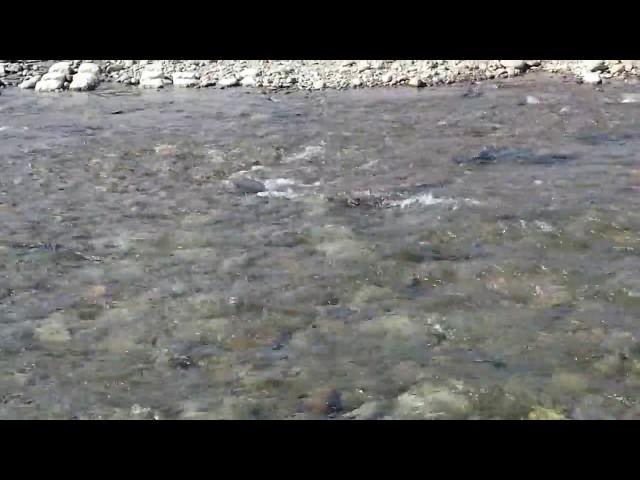 salmon return to Shokanbetsu-river at 17th.Sep.2017.