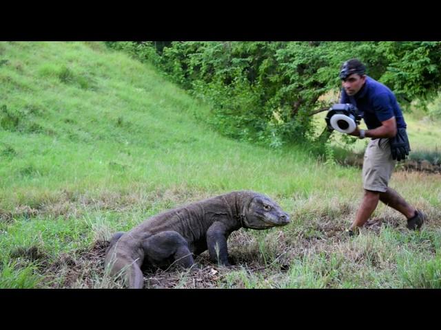 Indonesia: the dangerous Komodo dragons | Full documentary in English