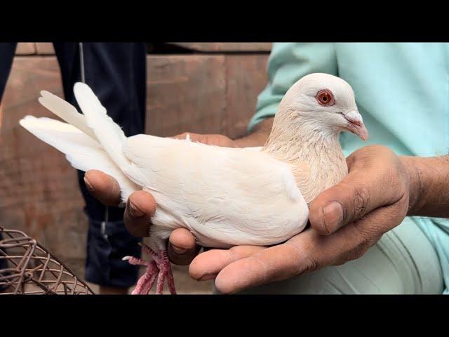 seelampur kabutar market delhi pigeon jama masjid Birds Cat Parrot kabutar market Old Delhi