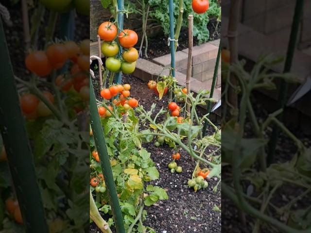 Grow outdoor tomatoes - I did it, you can.