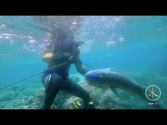 Catch and Cook in Pohnpei: Spearfishing Adventure Episode 1