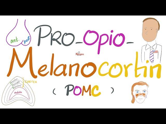 Pro-opio-melano-cortin (POMC), Melanocytes Stimulating Hormone (MSH), Skin Pigmentation - Endocrine