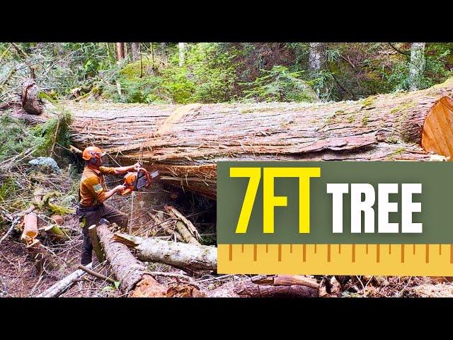 Big 7 foot Cedar on the Bottom Line