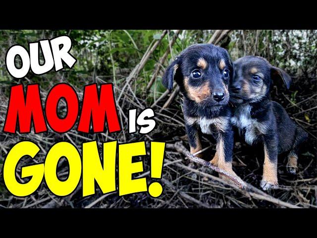 Abandoned Puppies Lost Their Mom and Were Struggling To Survive Until This Happened