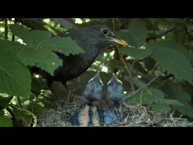 En un mundo a pájaros el Mirlo