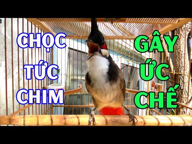 Kích Chào Mào Hót Ché/ Kích Chào Mào Bổi Hót Đấu Nhanh Ra Giọng / 100% Căng Lửa . Chào Mào Hót