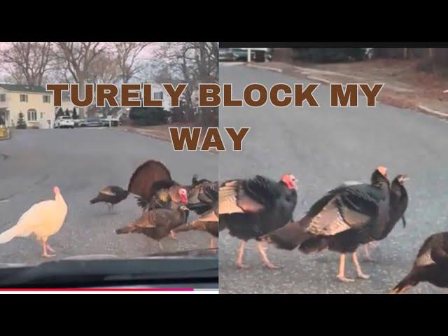 These creatures ‍⬛‍ block my way ! I was late for work !!! #birds  #driving #beautifulbirds #fyp