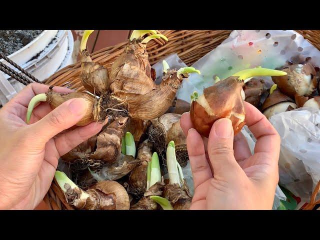 Planting LILIES in pots + DAFFODILS & TULIPS Leftover from Last Fall | DS Garden Journal {Eng Subs}