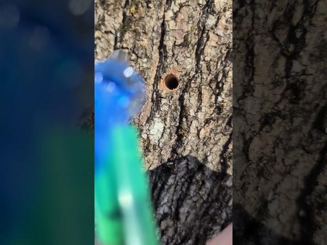 using the #precisiontapper to drill the best hole possible. #maple #dewalt #nature