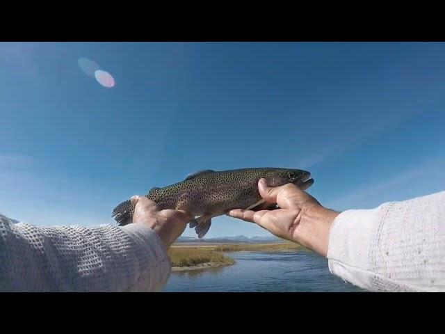 Fishing the Upper Owens River at Brown's Campground