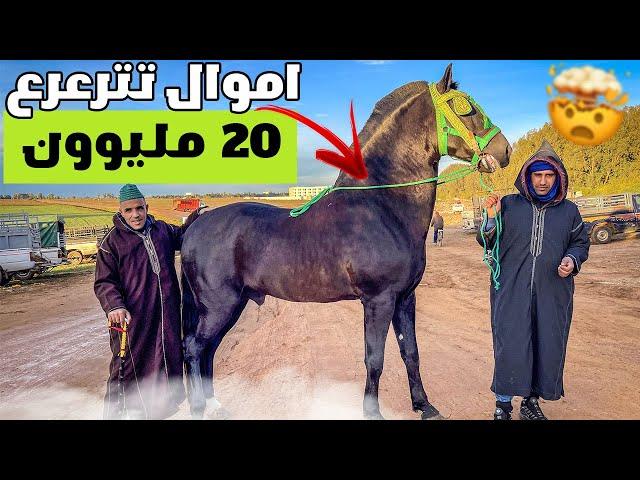 سعيد عويناتي و نجيب طويبة شركة صحيحة اموال تترعرع طالبين 20 ملييون فعود طلق زينو فسوق الخميسات