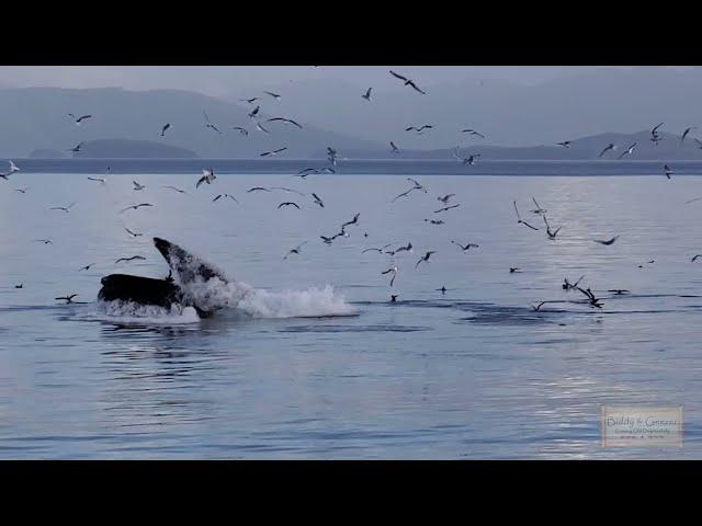 NCL Encore Whale Watching Icy Strait Point