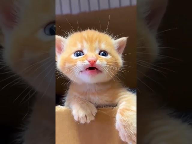 #cute #cat #meowmeow for #eating #videos #channel