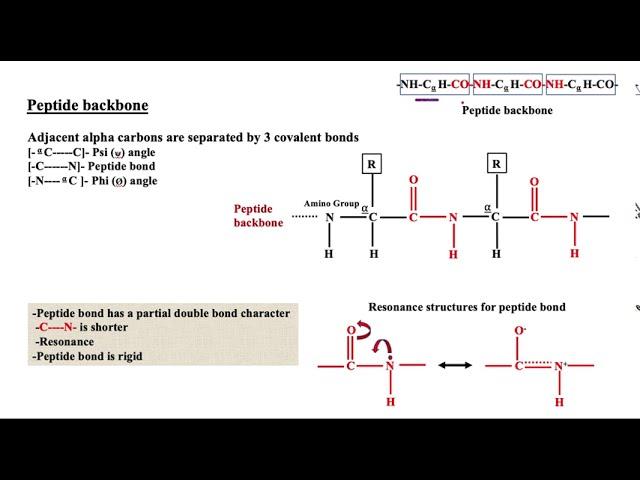 Dihedral and Torsional Angles