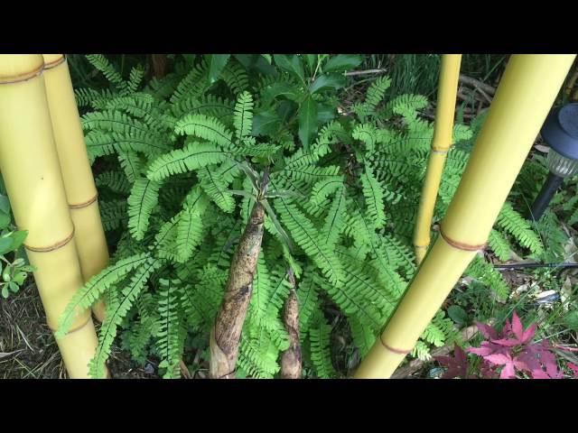 BAMBOO UPDATE: GIANT TIMBER BAMBOO IS REALLY TAKING OFF.